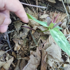 Trillium reliquum