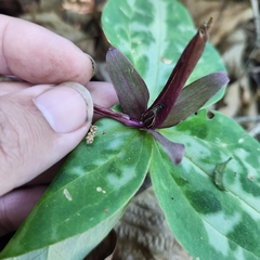 Trillium reliquum, photograph author not stated, no rights reserved