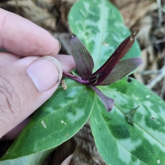 Trillium reliquum, photograph author not stated, no rights reserved