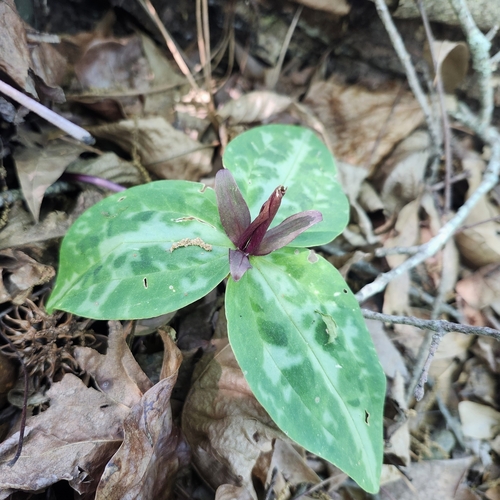 Trillium reliquum, photograph 3