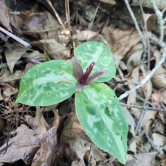 Trillium reliquum, photograph author not stated, no rights reserved