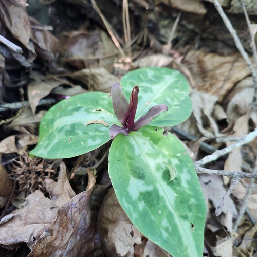 Image of Trillium reliquum by no rights reserved