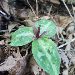 Trillium reliquum, photograph author not stated, no rights reserved