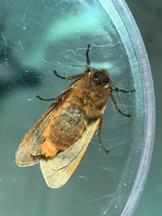 Phragmatobia lineata