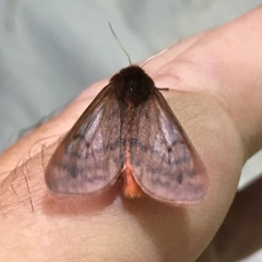 Phragmatobia lineata