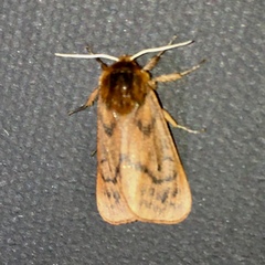 Phragmatobia lineata
