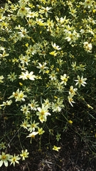 Coreopsis verticillata