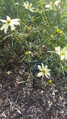 Coreopsis verticillata