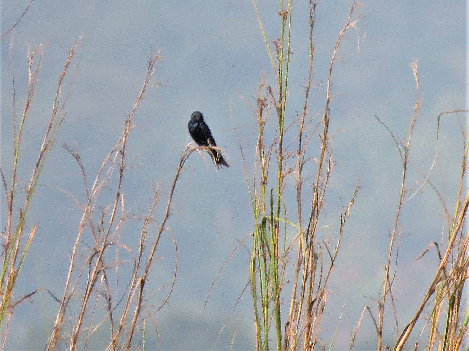 Blue Swallow (Hirundo atrocaerulea), photo 5