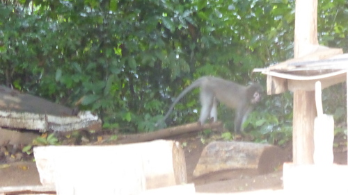 Sanje River Mangabey