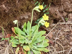 Primula bullata
