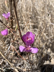 Clarkia rubicunda