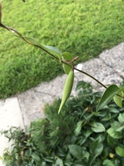 Vincetoxicum rossicum