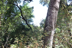 Aesculus californica