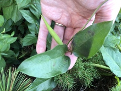 Vincetoxicum rossicum