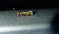 Amydria effrenatella