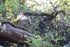 Lonicera hispidula