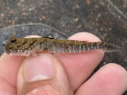Slender mudskipper