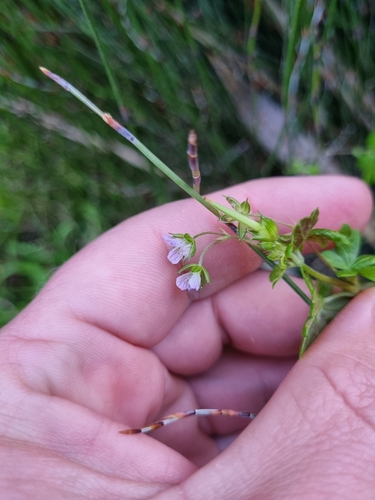 Image of Geranium homeanum by (c) Benjamin Lavin, some rights reserved (CC BY)