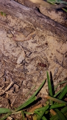 Pseudomethoca frigida