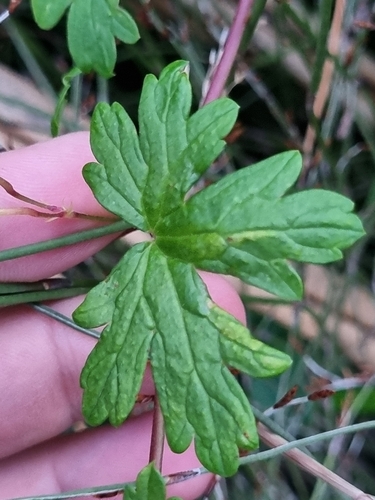 Image of Geranium homeanum by (c) Benjamin Lavin, some rights reserved (CC BY)