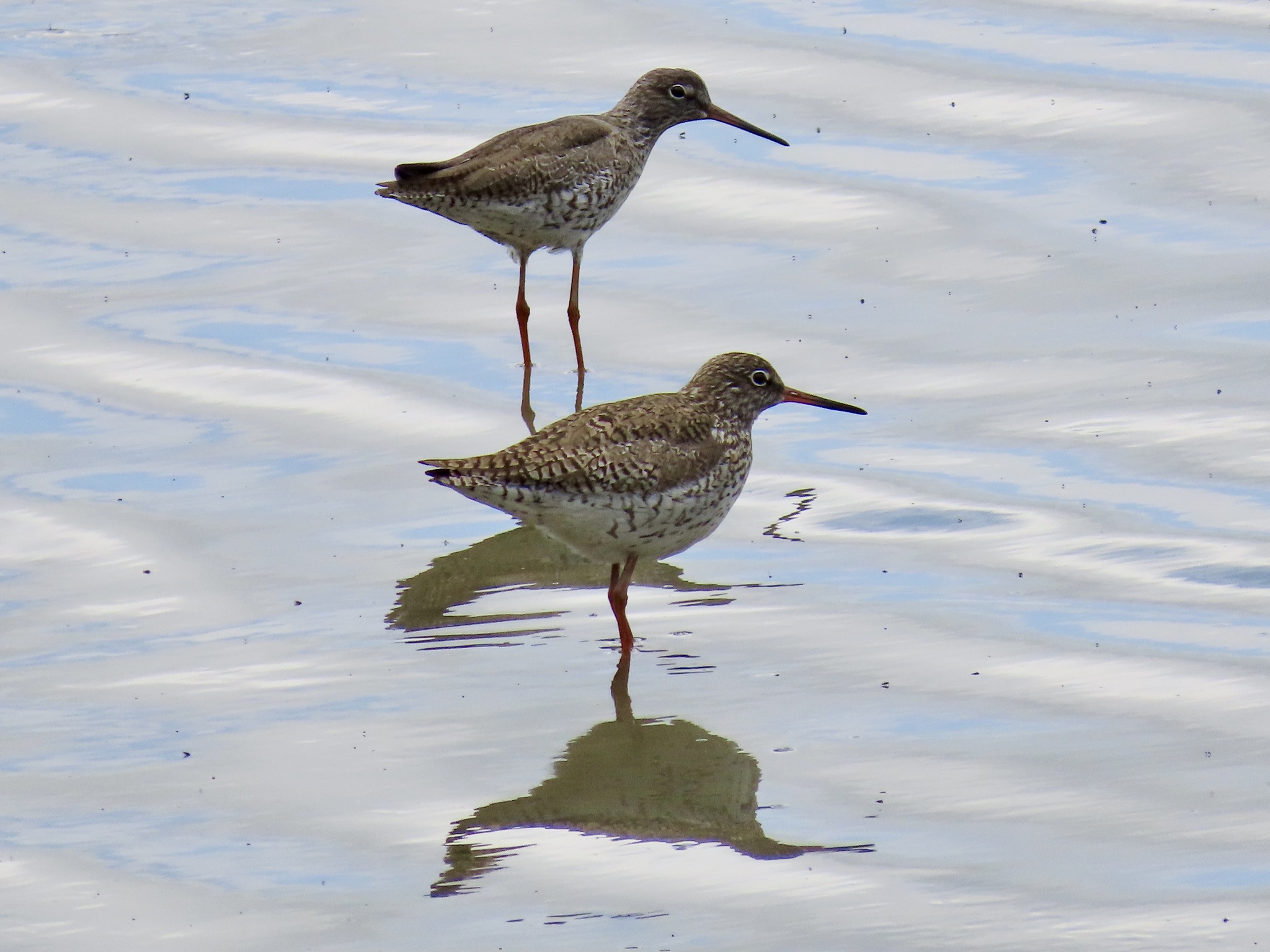 Common Redshank