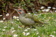 Iberian Green Woodpecker photo 4