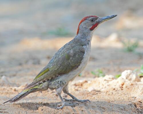 Iberian Green Woodpecker