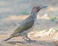 Iberian Green Woodpecker photo 3