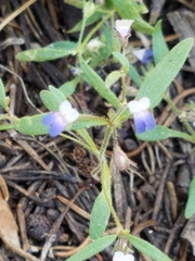 Collinsia torreyi