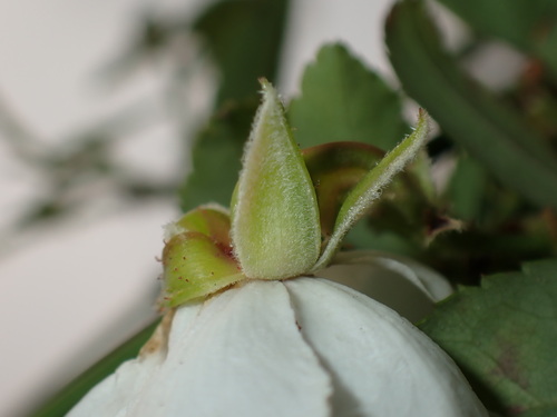 Rosa taiwanensis, photograph 5