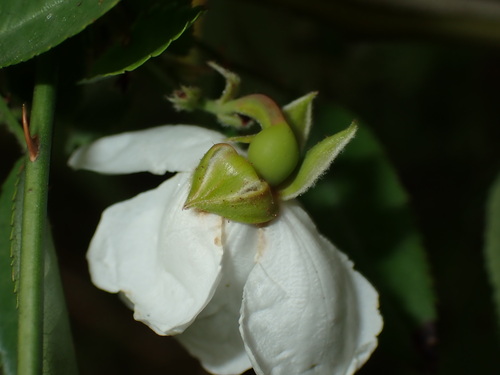 Rosa taiwanensis, photograph 4