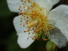 Rosa taiwanensis, photograph chiuluan, CC BY, iNaturalist via GBIF