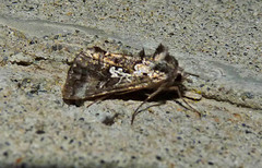 Syngrapha cryptica