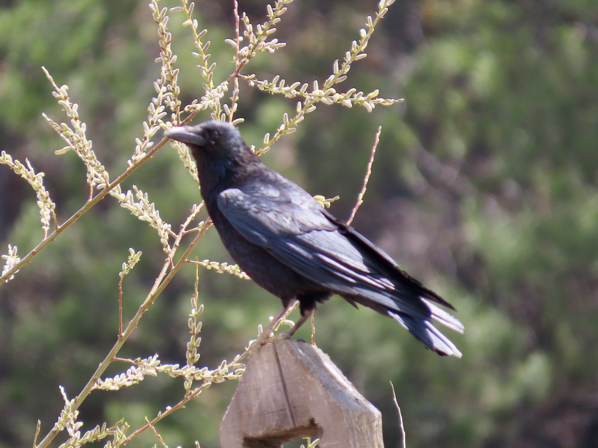 Carrion Crow