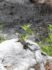 Sceloporus mucronatus