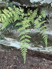 Cystopteris tennesseensis