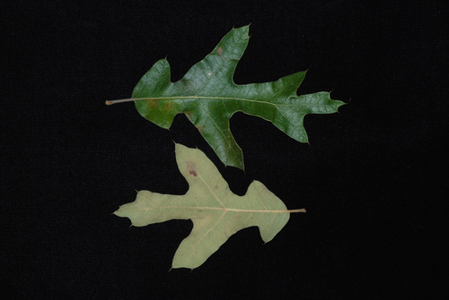 Quercus X caesariensis