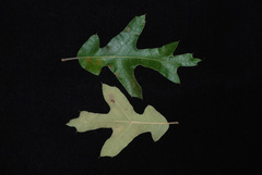 Quercus × caesariensis