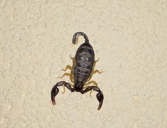 Euscorpius flavicaudis