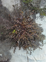 Indigofera bisacculata