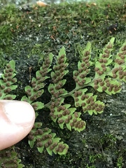 Cystopteris tennesseensis