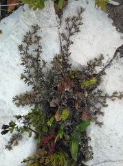 Indigofera bisacculata