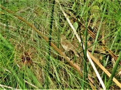 Acrocephalus rufescens