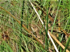 Acrocephalus rufescens