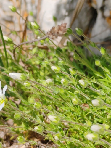 Image of Arenaria grandiflora by (c) Ljaž, some rights reserved (CC BY)