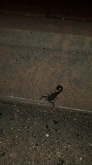 Hottentotta judaicus