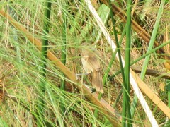 Acrocephalus rufescens