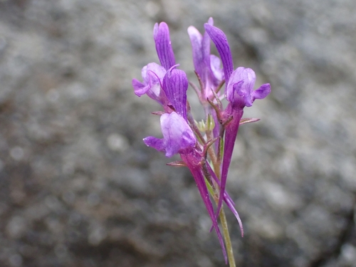 Image of Linaria pelisseriana by (c) Elias, some rights reserved (CC BY)