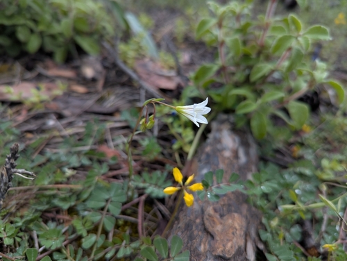 Image of Gagea graeca by (c) Elias, some rights reserved (CC BY)
